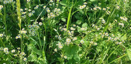 chamomile in the grass, small flowers, green grassの写真素材