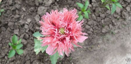 dark pink flower with a bee on it are cute pink flowers in a flower bedの写真素材