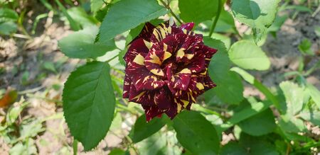 red striped rose on a green backgroundの写真素材