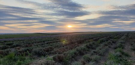 lavender field against sky and sunsetの写真素材
