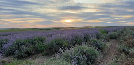 lavender field against sky and sunsetの写真素材