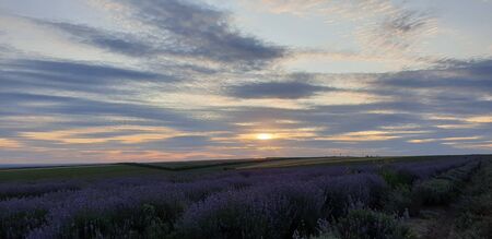 lavender field against sky and sunsetの写真素材