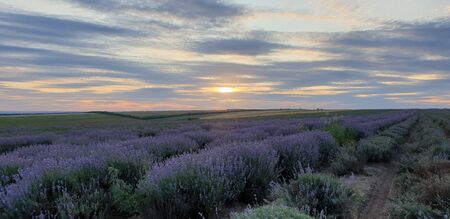 lavender field against sky and sunsetの写真素材