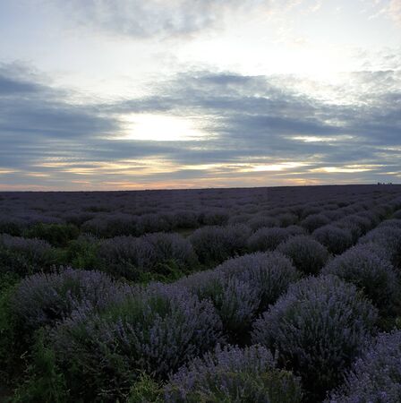 lavender field against sky and sunsetの写真素材