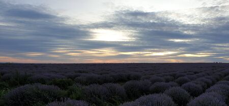 lavender field against sky and sunsetの写真素材