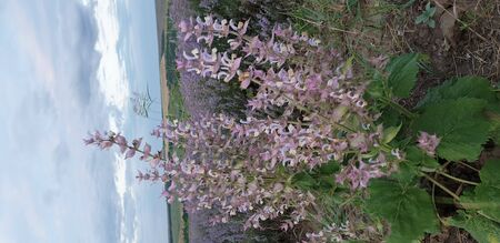 flower bush on the background of lavender and cloudy skyの写真素材