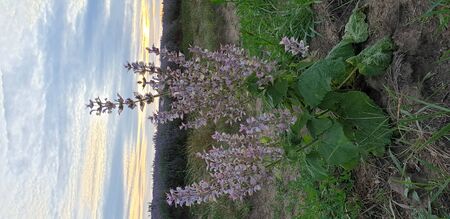 flower bush on the background of lavender and cloudy skyの写真素材