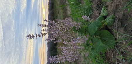 flower bush on the background of lavender and cloudy skyの写真素材