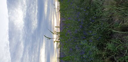 lavender field against sky and sunsetの写真素材