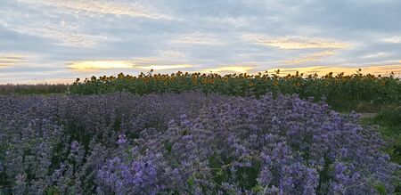 lavender field against sky and sunsetの写真素材