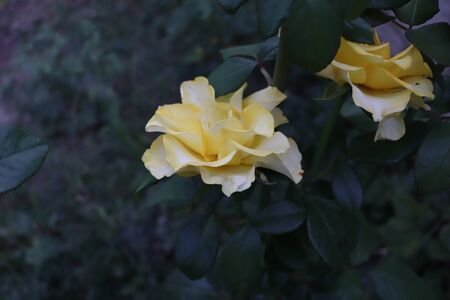 beautiful yellow rose on a green backgroundの写真素材