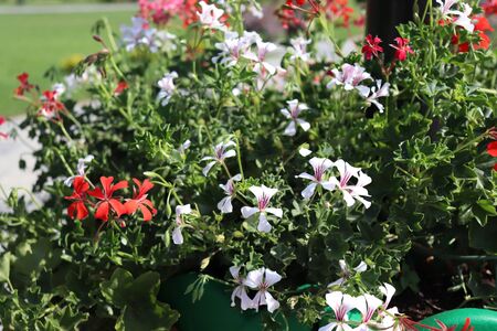 beautiful summer flowers, flowers in summerの写真素材