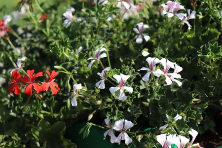 beautiful summer flowers, flowers in summerの写真素材