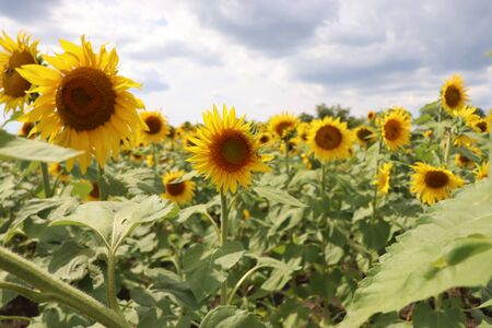 yellow sunflowers in summer, blue sky and beesの写真素材