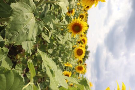 yellow sunflowers in summer, blue sky and beesの写真素材