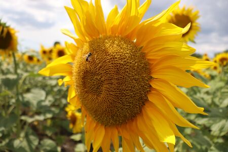 flowering yellow sunflowers on a sunny dayの写真素材