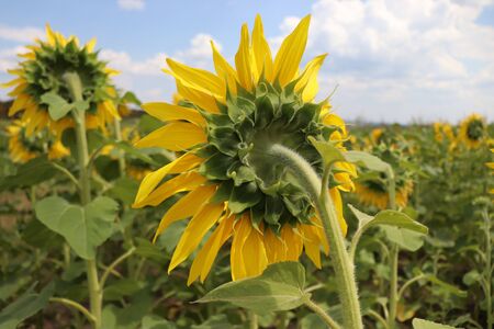 yellow sunflowers in summer, blue sky and beesの写真素材