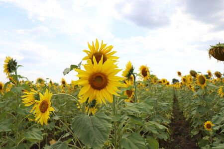 yellow sunflowers in summer, blue sky and beesの写真素材