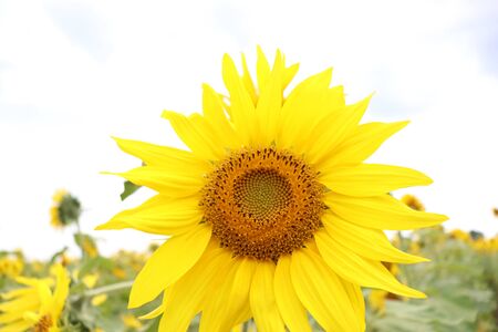 yellow sunflowers in summer, blue sky and beesの写真素材