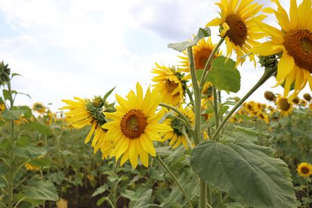 yellow sunflowers in summer, blue sky and beesの写真素材