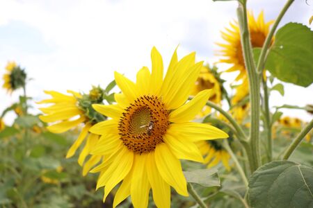 flowering yellow sunflowers on a sunny dayの写真素材