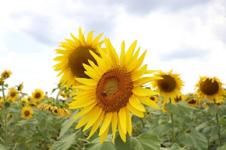 flowering yellow sunflowers on a sunny dayの写真素材