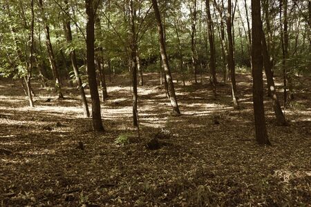 forest glade green and rainbowの写真素材