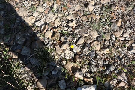 small yellow flower among the stonesの写真素材