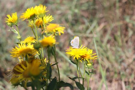 butterfly on yellow flowers on a sunny dayの写真素材