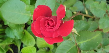 beautiful flowers, the first flowers of summer, beautiful natureの写真素材