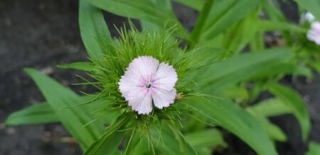 beautiful pink flowers, the first flowers of summer, beautiful natureの写真素材