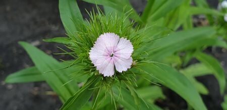 beautiful pink flowers, the first flowers of summer, beautiful natureの写真素材