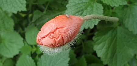 beautiful flowers, the first flowers of summer, beautiful natureの写真素材