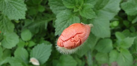 beautiful flowers, the first flowers of summer, beautiful natureの写真素材