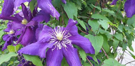 beautiful flowers, the first flowers of summer, beautiful natureの写真素材