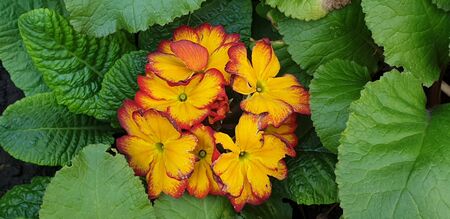 beautiful flowers, the first flowers of summer, beautiful natureの写真素材