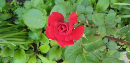 beautiful flowers, the first flowers of summer, beautiful natureの写真素材