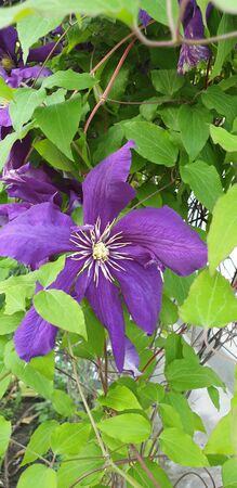 beautiful flowers, the first flowers of summer, beautiful natureの写真素材