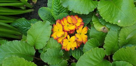 beautiful flowers, the first flowers of summer, beautiful natureの写真素材