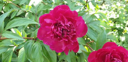 beautiful flowers, bright flowers in green leaves, red brightの写真素材