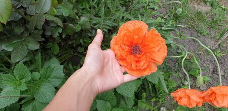 hand holding a fragile flowerの写真素材