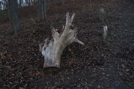 large log in the park in autumnの写真素材