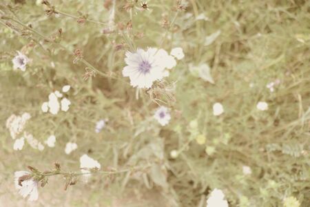 summer wildflowers, purple flower under the sunの写真素材
