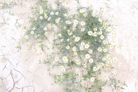 textures on the ground, white cracked earth, a little green chamomile flowersの写真素材