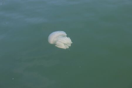 sea and jellyfish floating awayの写真素材