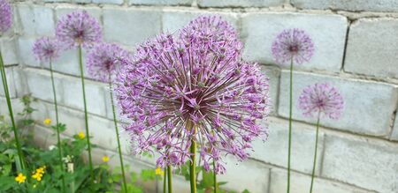 decorative onions, purple flowers, bloomの写真素材