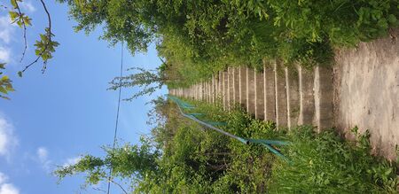 ladder to the sky, summer grassの写真素材