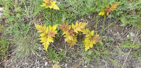 plants on the ground, the beginning of summerの写真素材