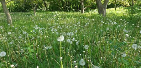 background of green reeds, summer by the lakeの写真素材