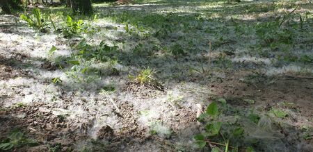 the fluff on the trail looks like fog, green grass and white fluffの写真素材